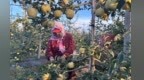 甘肃灵台苹果产销两旺　村民就近就业增收