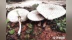 别拿经验“赌”安全！长沙县发布4起野生蘑菇中毒案例