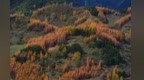 甘肃陇南武都含秋量100%　山野拼贴画邀你共赏