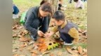 黄山市徽州区：拾家乡秋意 享自然童趣——徽州区凤山幼儿园2026年秋季小班社会实践活动