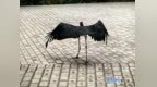 “鸟中大熊猫”遭水草缠绕受伤　甘肃张掖上演暖心救助