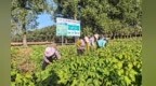甘肃华亭独活迎科技助攻　校地联手共探致富良方