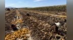 甘肃崆峒秋收图景主打金黄色：玉米丰收奏响"增收曲"
