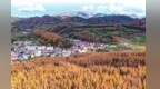 甘肃武都马营镇：山峦换“秋装”