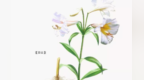 失眠干咳看过来　百合食疗有妙招