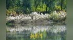 济南玉符河下游芦苇花开如雪，河畔邂逅深秋浪漫