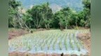 荔枝林变菠萝地 中山神湾查处多起毁林开垦案