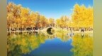 沙漠“鎏金”引客来　甘肃金塔胡杨林秋景出圈