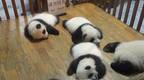 大熊猫双胞胎顺顺溜溜病亡 成都大熊猫基地公布两幼仔死因