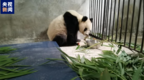腹腔大量积液、疑似有肝脏损伤……陕西周至进村大熊猫确认生病
