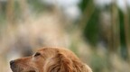 抚顺首例“犬患”公益诉讼案获“省优”