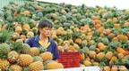 港台腔：“菠萝闹剧”延烧，民进党“膝跳反射”作怪