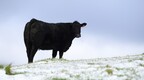 外媒：澳大利亚肉牛养殖业迎来寒冬