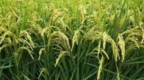营口市水稻最高单产和平均亩产三年保持全省第一