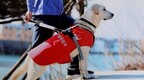 大连导盲犬将亮相2022年北京冬残奥会