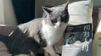 澎湃新闻编辑们在读的11本书：那猫，那书，那故事