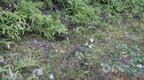 江西莲花：放生国家二级保护动物斑林狸