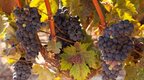 葡萄酒的有机种植、生物动力法 到底是什么意思？