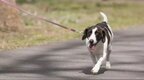 四川达州：城区每户或限养一只犬 违规最高罚1000