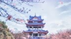 预计下周！无锡早樱绽放！