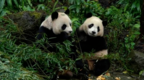 台北动物园大熊猫馆游览 圆圆、圆仔、圆宝开心摆拍