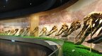 猫头鹰600万年前不是"夜猫子"？来这里邂逅一场"奇遇"