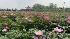 新余花田移民村：田园美景入画来（图）