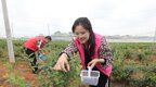 江西东乡：蓝莓采摘 供应市场