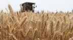 农业农村部：科学应对“烂场雨”天气，抢时抓好小麦抢收和烘干晾晒