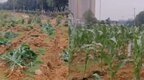 成都一广场移栽玉米杆，纪检部门介入