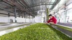 庐山市：打造茶叶“智”造业