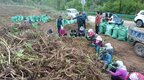 华亭奏响农耕交响曲：基地采挖“忙” 药香飘安徽