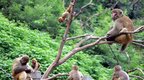 河南焦作：神农山3000多只太行猕猴出洞啦！
