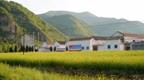 拯救濒危种质资源  重塑稻米文化 “九月寒”水稻重现南阳