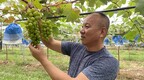 西安高新区：优质葡萄“钱”景好 富民兴农促振兴