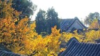 屋顶上的秋色