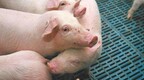 台湾猪协改选“绿变蓝”？农业专家批：民进党政策惹怒猪农