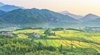 奉新县：金秋稻田 丰收画卷（图）