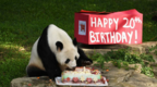 美媒：旅美大熊猫或将全部返回中国