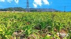 夏闲田变成增收地　华亭走出独具特色乡村振兴路