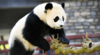 旅荷大熊猫幼崽“梵星”今日返程回国