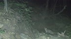 庐山自然保护区首次拍摄到豹猫夜间活动彩色影像