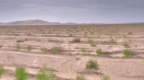 国家政策项目支持　金塔超76万亩沙化土地绿进沙退