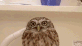 360_360gif 动态图 动图