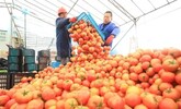 乐安：西红柿丰收（图）