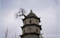 觉悟禅游：湖北一寺庙古塔顶端长出参天大树，大旱不枯严冻不死