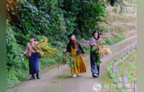 跟着陆游去喝茶，崇州白塔寺举办重阳雅集纪念陆游诞辰900周年