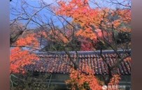 奔县游·来栾川｜金秋云海绘仙境 采风团登临老君山感受人文自然之美