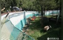 奔县游·来栾川｜竹海萌兽趣无穷 采风团探秘竹海野生动物园