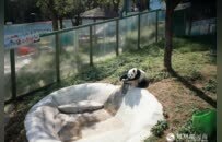 奔县游·来栾川｜竹海萌兽趣无穷 采风团探秘竹海野生动物园